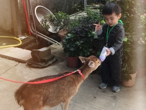 Sambar水鹿之家