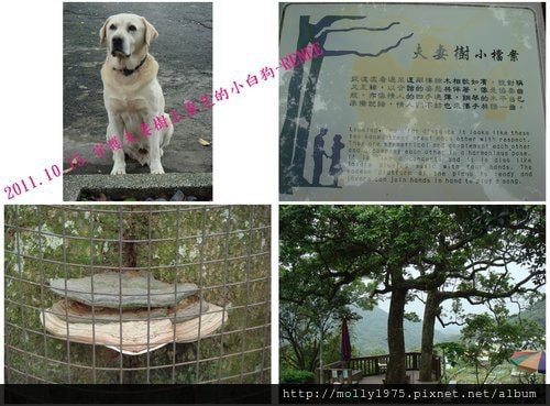 2011年10月15日大溝溪→圓覺寺→白石湖吊橋健行之旅