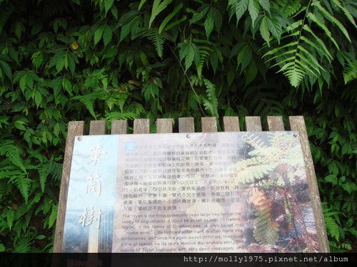 2011年9月25日一人旅行之坪林金瓜寮魚蕨步道