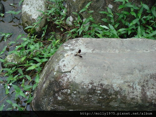 2011年9月25日一人旅行之坪林金瓜寮魚蕨步道