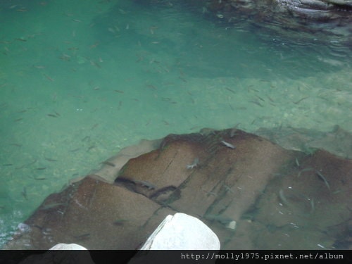 2011年9月25日一人旅行之坪林金瓜寮魚蕨步道
