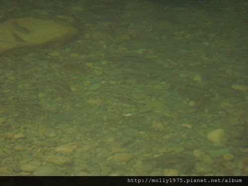 2011年9月25日一人旅行之坪林金瓜寮魚蕨步道