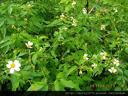 2011年7月23日-個人旅行之碧山巖+白石湖吊橋