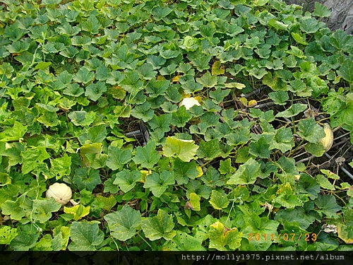 2011年7月23日-個人旅行之碧山巖+白石湖吊橋