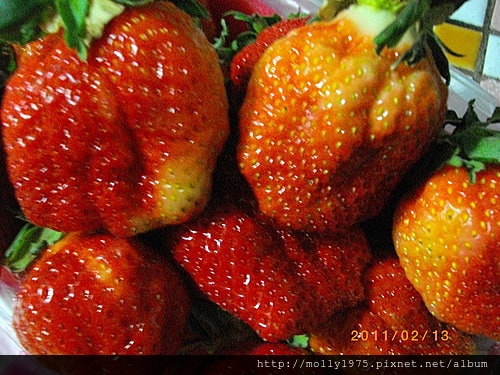 2011年2月13日自製巧克力草莓