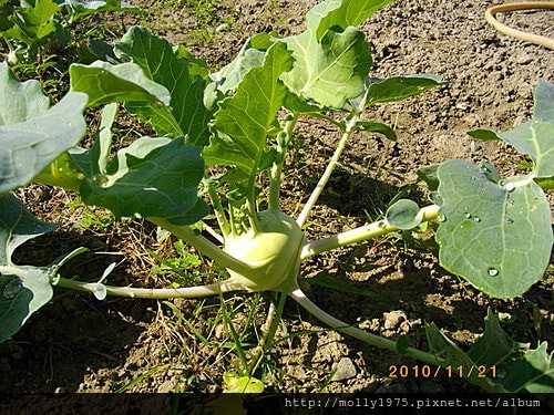 2010年11月20日台東開心農場