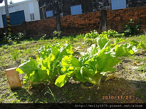 2010年11月20日台東開心農場