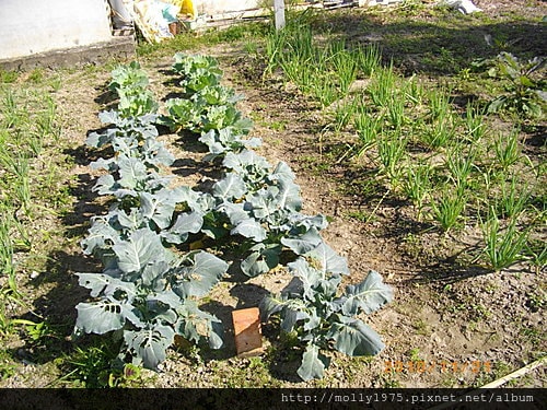 2010年11月20日台東開心農場