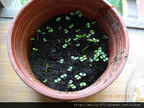 2010年7月田園樂趣