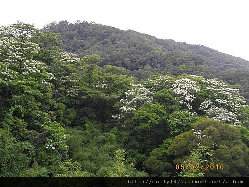 2010年05月02日土城油桐花之旅