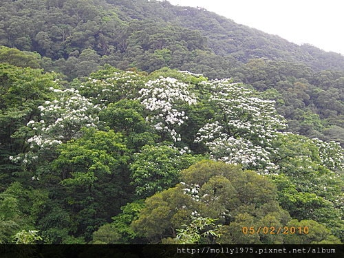 2010年05月02日土城油桐花之旅