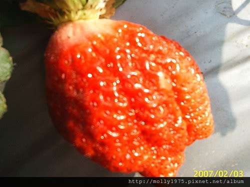 苗栗採草莓