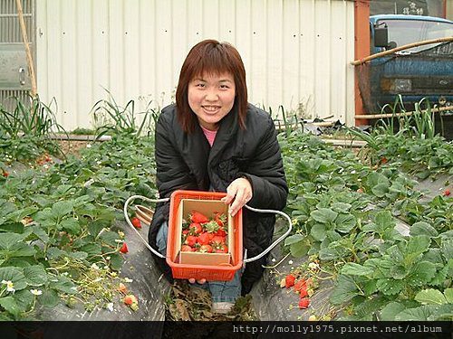 苗栗採草莓