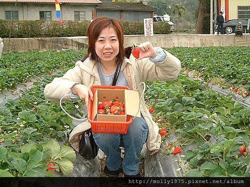 苗栗採草莓